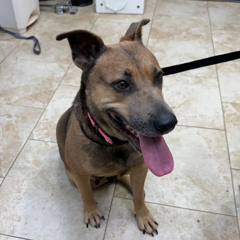 An adult large-sized female Brown / Chocolate Mixed Breed dog named Lil Girl for adoption in Galveston, TX