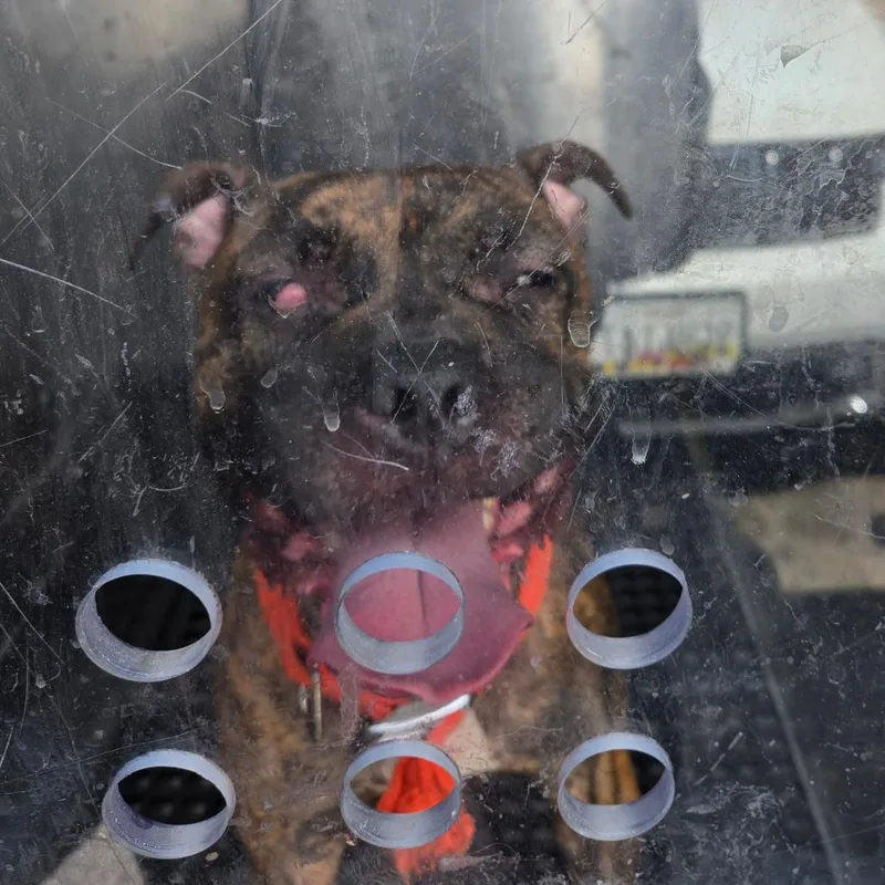 A young medium-sized female Brindle Pit Bull Terrier dog named Momma Joy for adoption in Philadelphia, PA