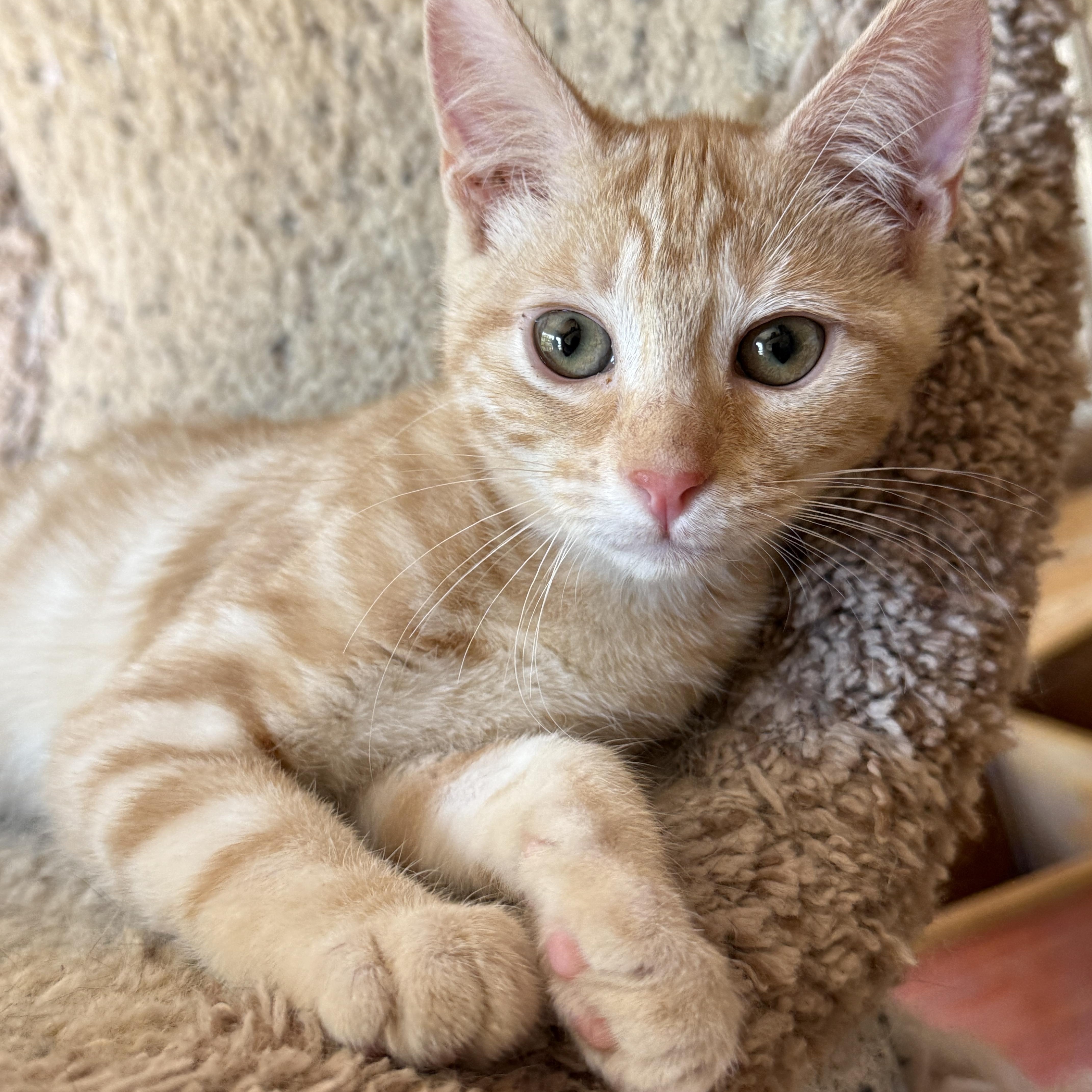 A baby medium-sized female Tabby (Orange / Red) Tabby cat named Sophie for adoption in Keller, TX