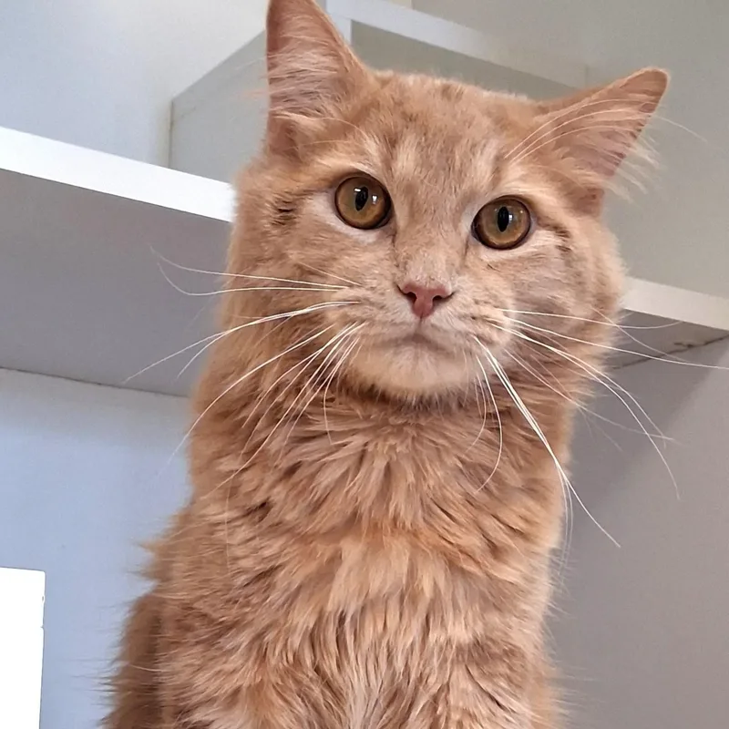 An adult medium-sized male Buff / Tan / Fawn Domestic Medium Hair cat named Clyde for adoption in Belmont, NY