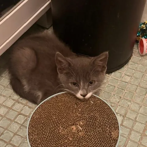 A baby small-sized male Gray / Blue / Silver Domestic Short Hair cat named Catrick Swayze for adoption in Staten Island, NY