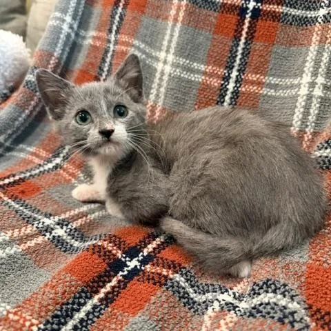 A baby medium-sized female Gray & White Domestic Short Hair cat named Twyla for adoption in Wayne, NJ