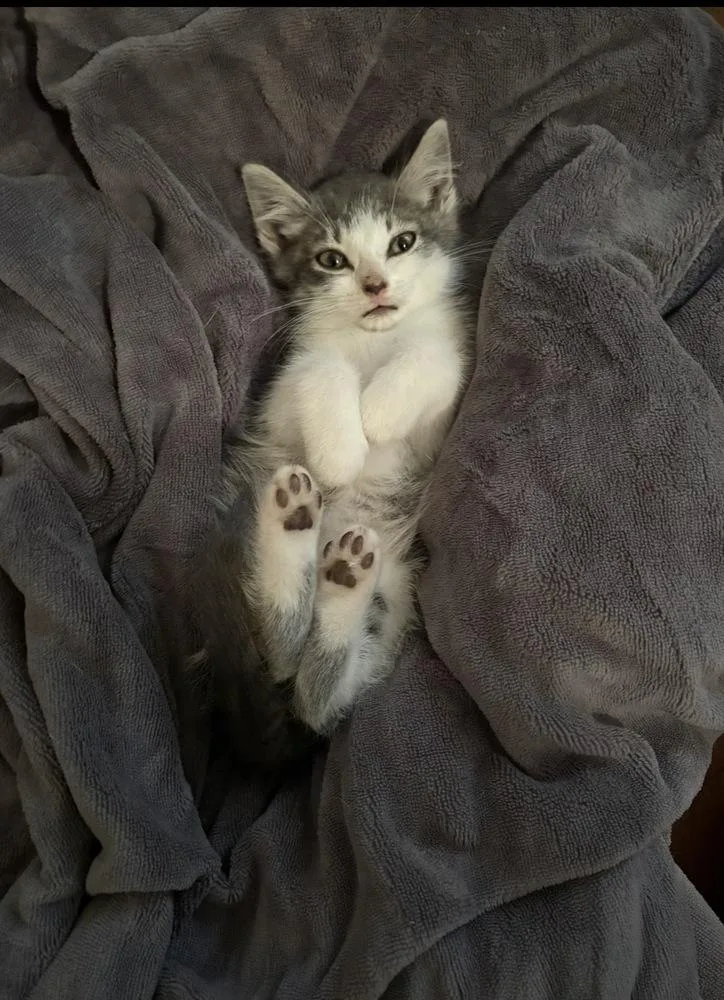 A baby medium-sized male Domestic Short Hair cat named Joel for adoption in Clinton Township, MI