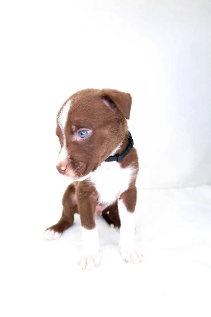 A baby medium-sized male Brown / Chocolate Shepherd dog named Raisin Bran for adoption in Bixby, OK