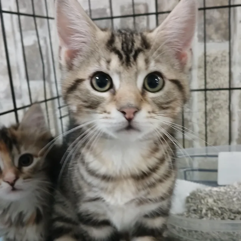 A baby medium-sized male Brown / Chocolate Domestic Short Hair cat named Eeyore for adoption in Germansville, PA
