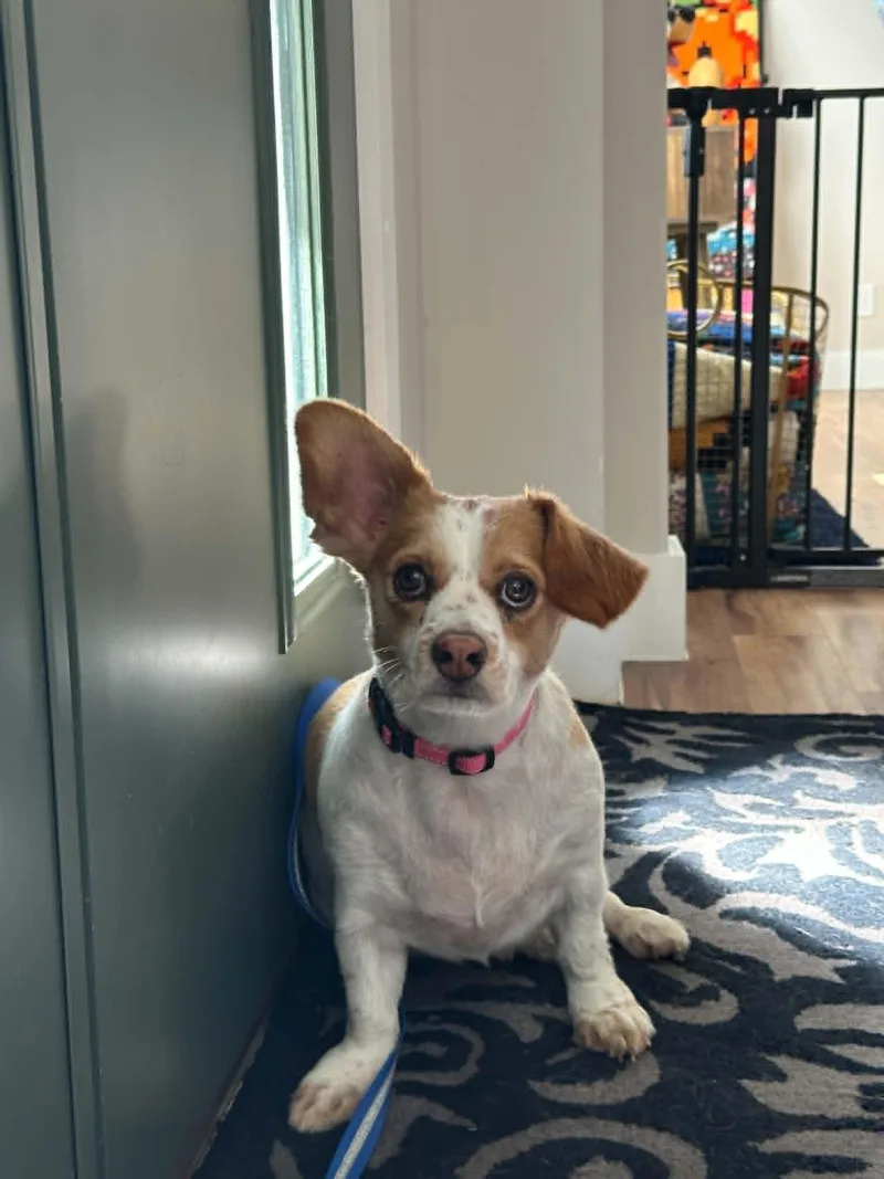 A baby small-sized male Chihuahua dog named Prince Piggles for adoption in Holly Springs, NC