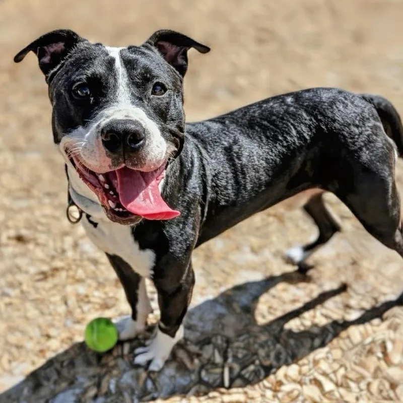 An adult medium-sized male Black Mixed Breed dog named Slate for adoption in Jacksonville, FL
