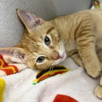 A baby small-sized male Orange / Red Domestic Short Hair cat named Julius for adoption in Atlanta, GA