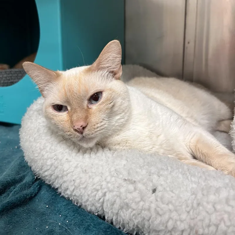 An adult large-sized female Cream / Ivory Domestic Short Hair cat named French Toast for adoption in Titusville, FL