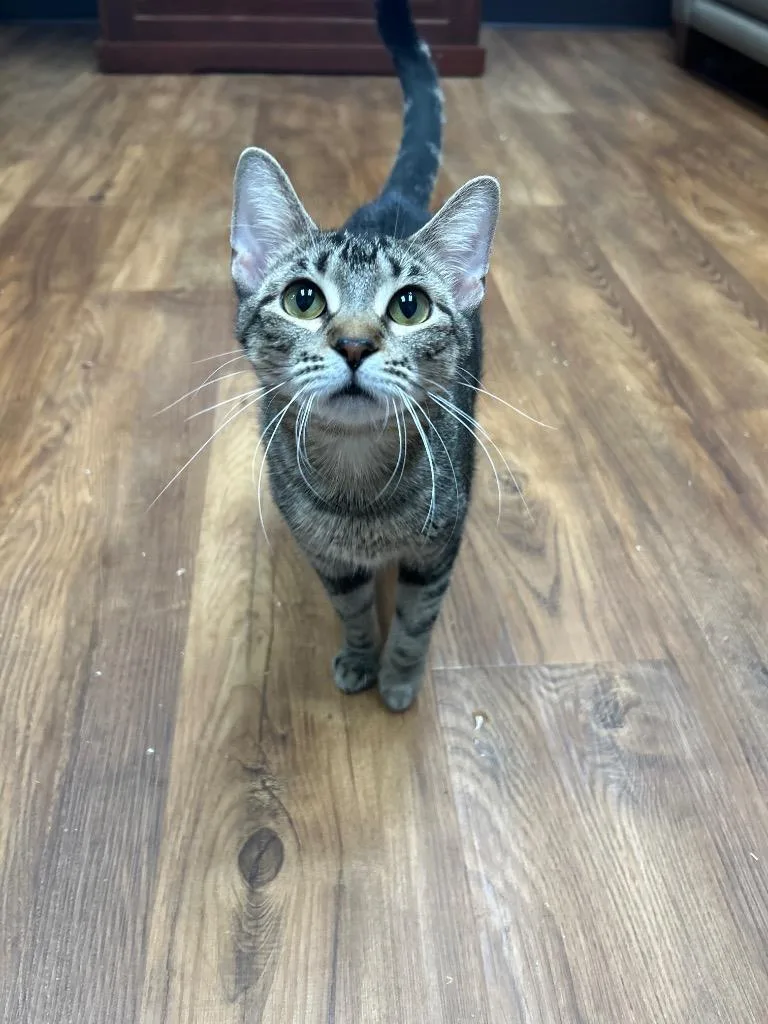 A baby small-sized female Domestic Short Hair cat named Stella for adoption in Spooner, WI