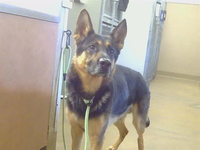 An adult large-sized male German Shepherd Dog dog named Silas for adoption in Sacramento, CA