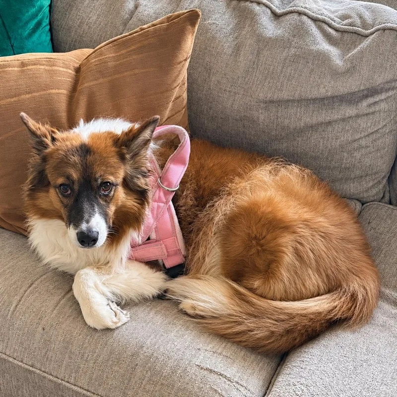 An adult medium-sized female Australian Shepherd dog named Kitsu for adoption in Louisburg, KS