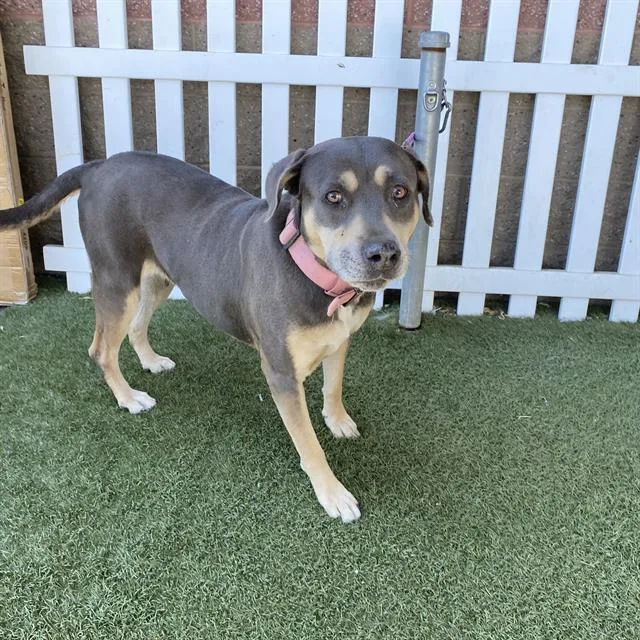 A senior large-sized female Pit Bull Terrier dog named Hera for adoption in Modesto, CA