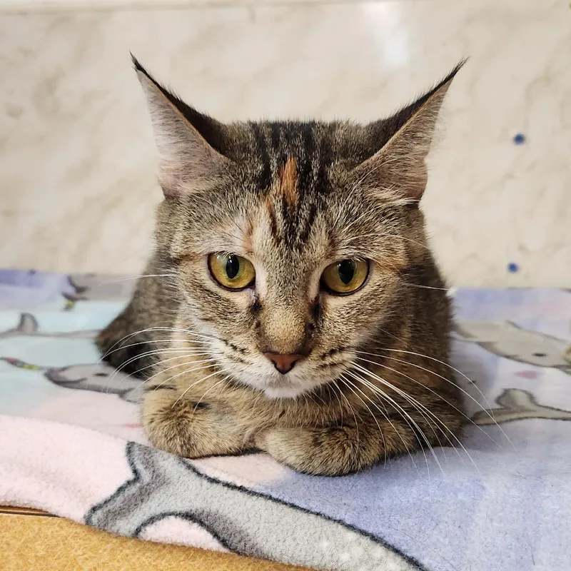 A young medium-sized female Torbie Domestic Short Hair cat named Momma Mia for adoption in Delaware, OH