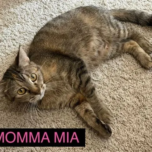 Momma Mia thumbnail 3