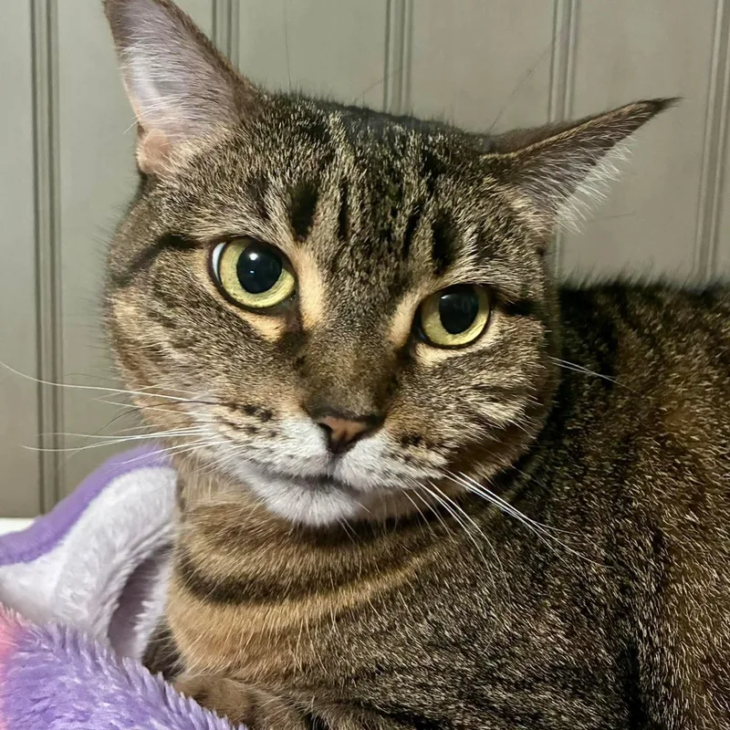 An adult medium-sized female Tabby (Brown / Chocolate) Domestic Short Hair cat named Delilah for adoption in Warr Acres, OK