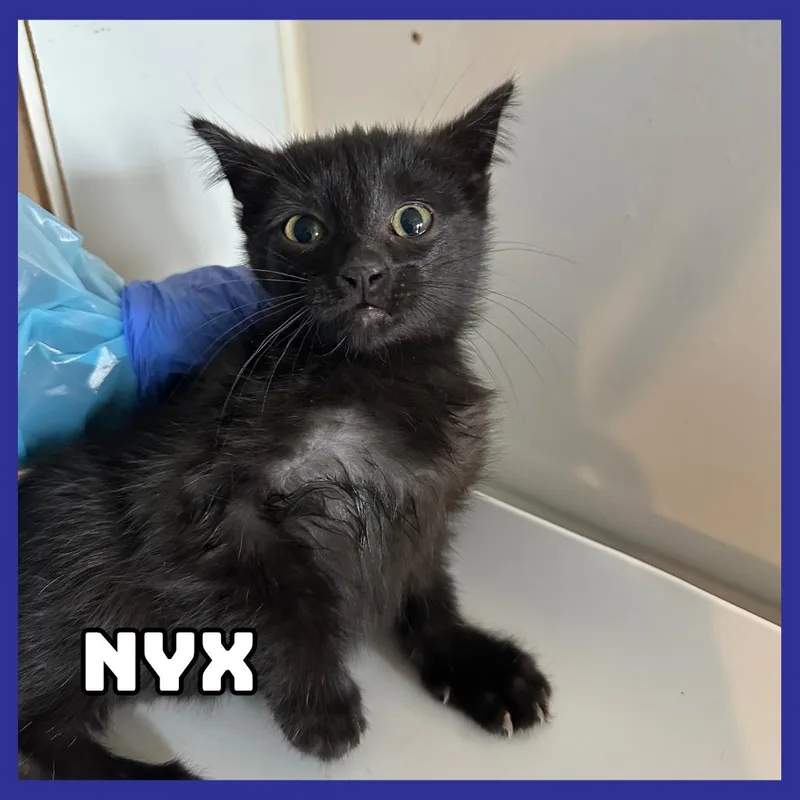 Nyx