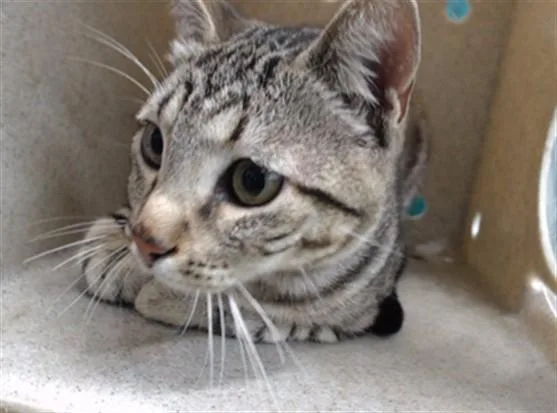 A young medium-sized male Domestic Short Hair cat named Kiki for adoption in Downey, CA