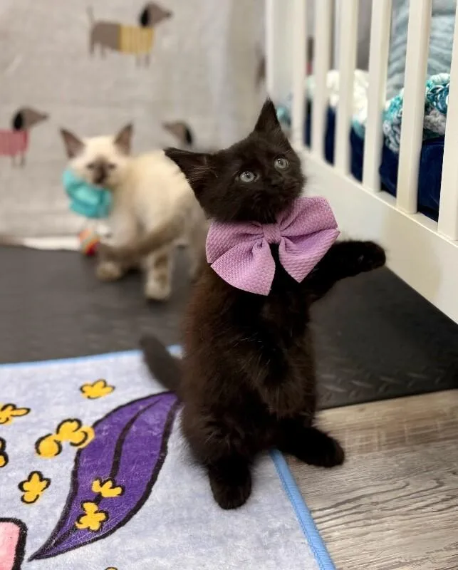 A baby medium-sized male Black Bombay cat named Neri Meowsers for adoption in Friendswood, TX