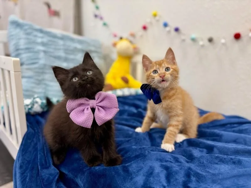Neri Meowsers thumbnail 2