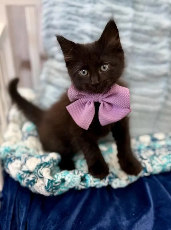 Neri Meowsers thumbnail 3