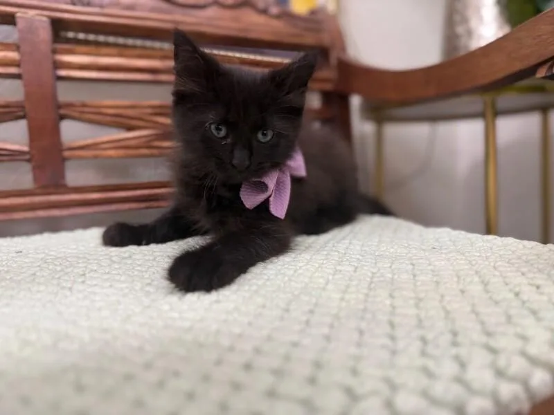 Neri Meowsers thumbnail 4