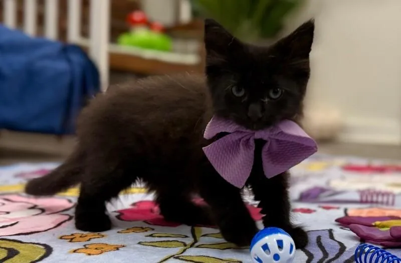 Neri Meowsers thumbnail 5