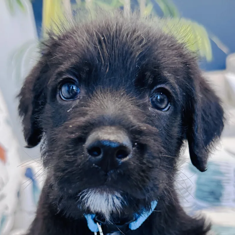 A baby medium-sized female Terrier dog named Natalie Woofs for adoption in Palatine, IL