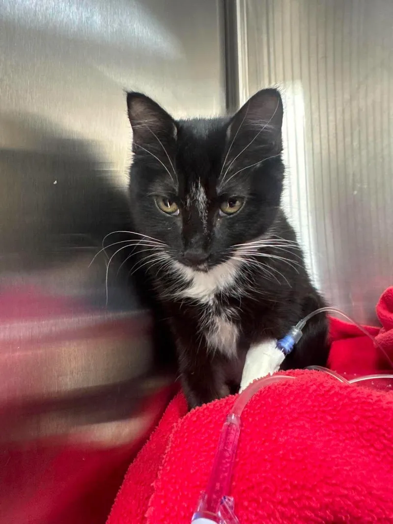 A baby medium-sized female Black Domestic Short Hair cat named Dottie for adoption in North Haledon, NJ