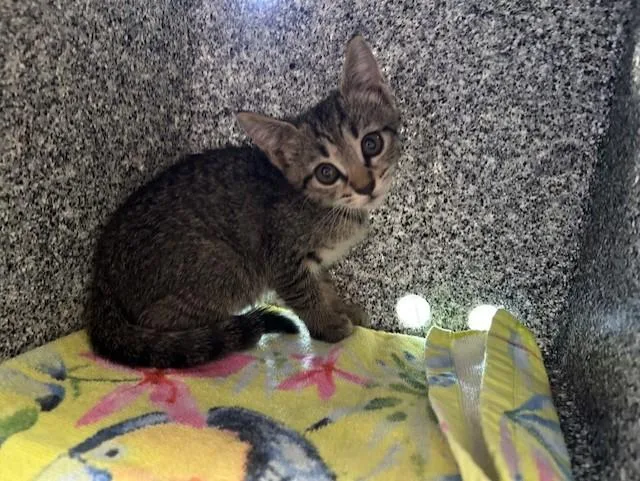A baby small-sized female Domestic Short Hair cat named Mikasa for adoption in Ocala, FL