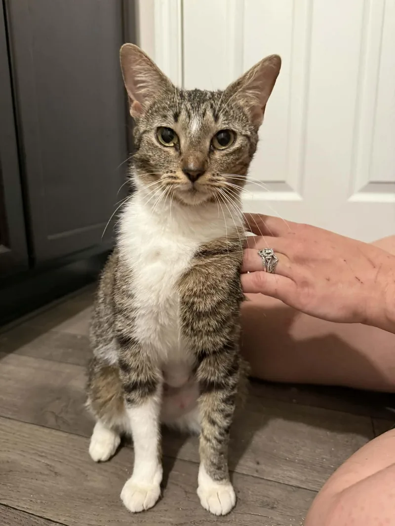 A young medium-sized female Tabby (Gray / Blue / Silver) Domestic Short Hair cat named Penelope for adoption in Aberdeen, NC