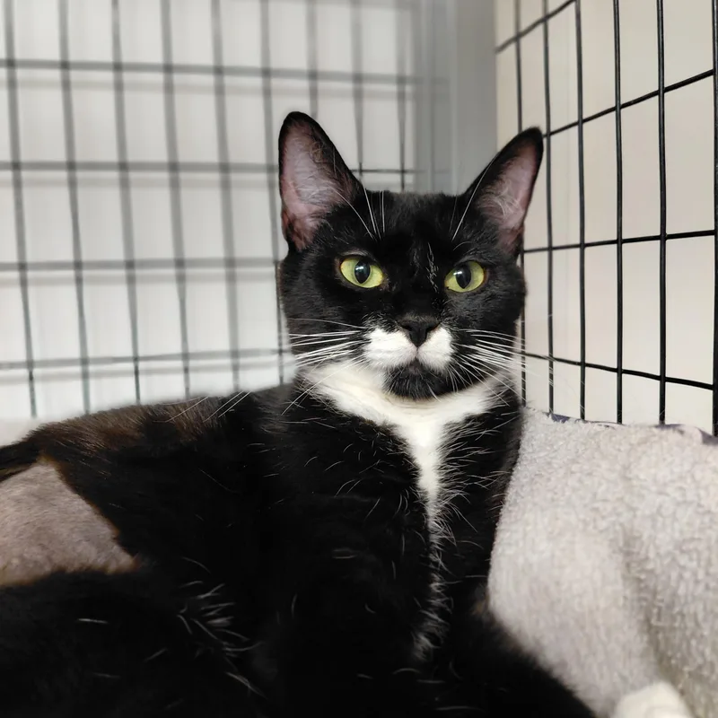 A young medium-sized female Black & White / Tuxedo Domestic Short Hair cat named Lydia for adoption in Littleton, NH