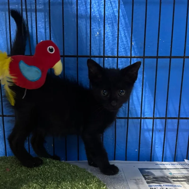 A baby small-sized male Black Domestic Short Hair cat named Vegeta for adoption in Guaynabo, PR