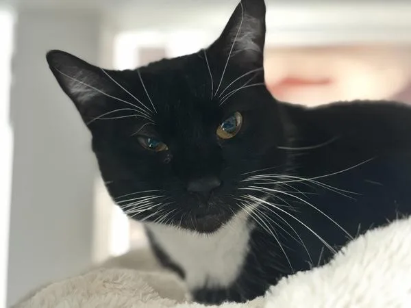 An adult medium-sized female Domestic Short Hair cat named Chillin for adoption in Ridgewood, NY