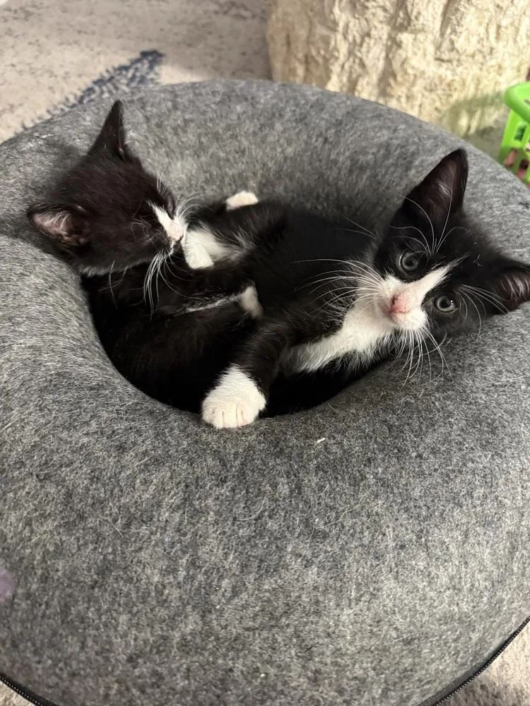 A baby small-sized female Black & White / Tuxedo Domestic Short Hair cat named Ringo for adoption in Orlando, FL