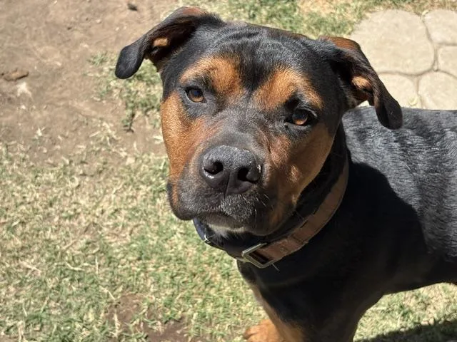 A young large-sized male Pit Bull Terrier dog named Cash for adoption in Tulsa, OK