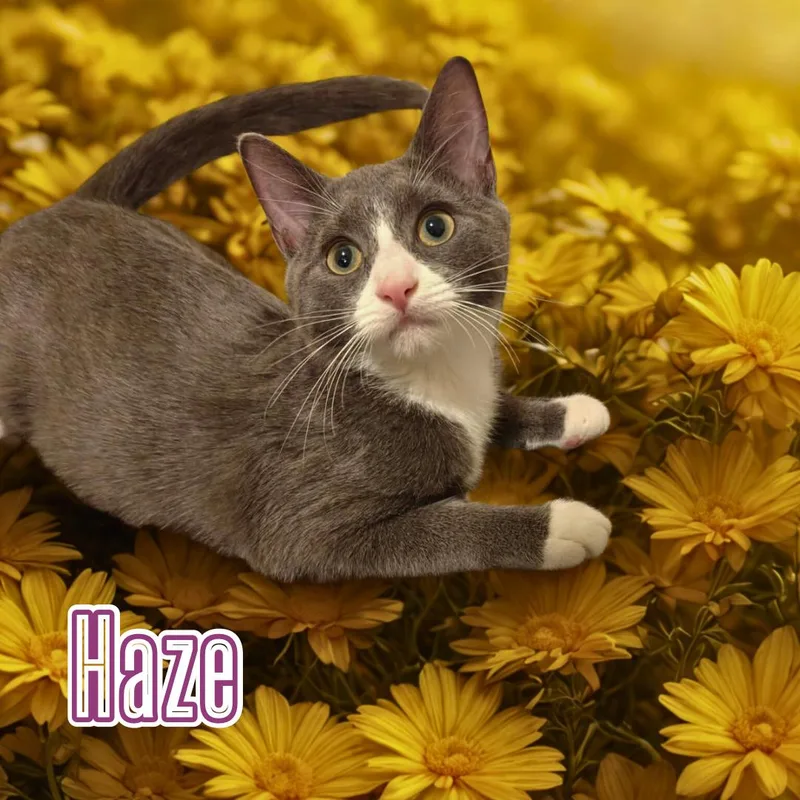 Haze & Fog  thumbnail 5