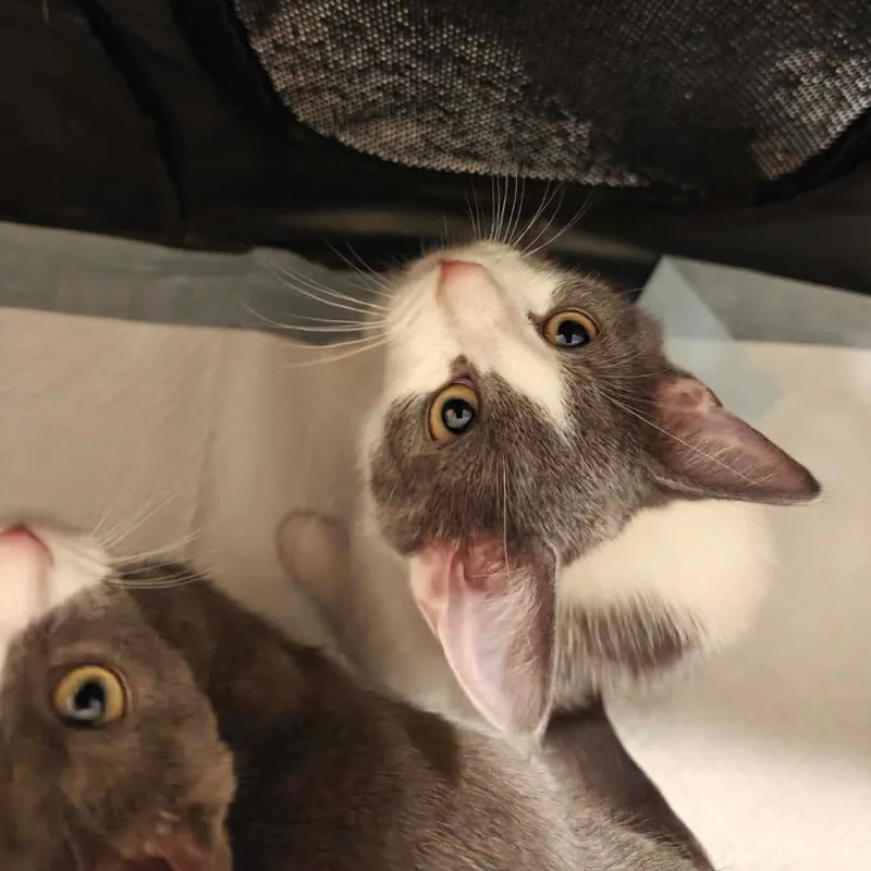 Haze & Fog  thumbnail 6