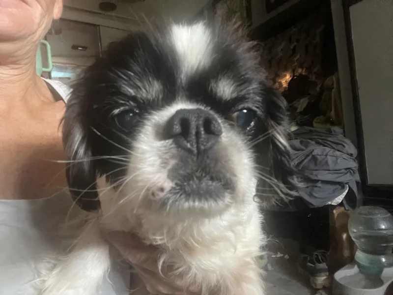 A senior small-sized female Black Cavalier King Charles Spaniel dog named Lily OR for adoption in Bryan, TX