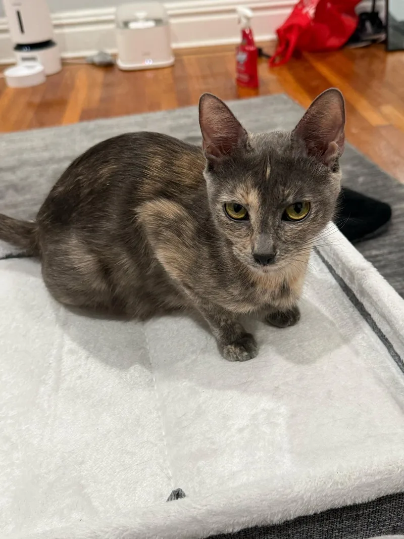 A young medium-sized female Dilute Tortoiseshell Domestic Short Hair cat named Summer for adoption in Jersey City, NJ