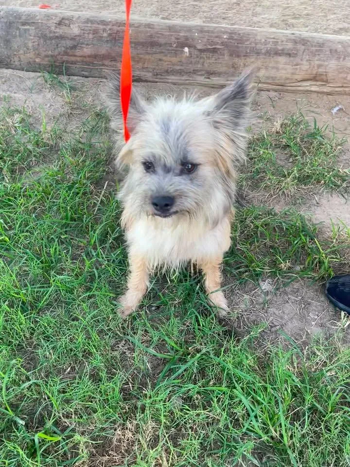 Toto