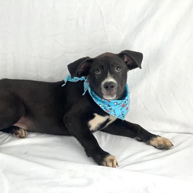 A young small-sized male Black Mixed Breed dog named Cookie for adoption in Lufkin, TX