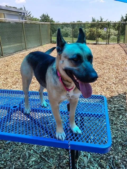 A young medium-sized female German Shepherd Dog dog named Miriam for adoption in Leesburg, VA