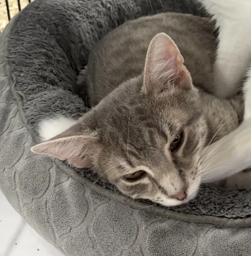 A young medium-sized male Domestic Short Hair cat named Max for adoption in Easley, SC