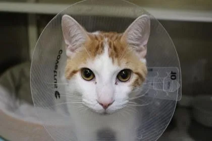 An adult large-sized male Domestic Short Hair cat named Kentrell for adoption in Kansas City, MO