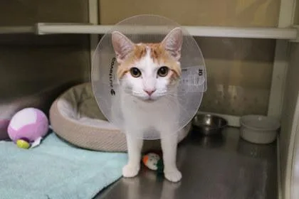 Kentrell thumbnail 2