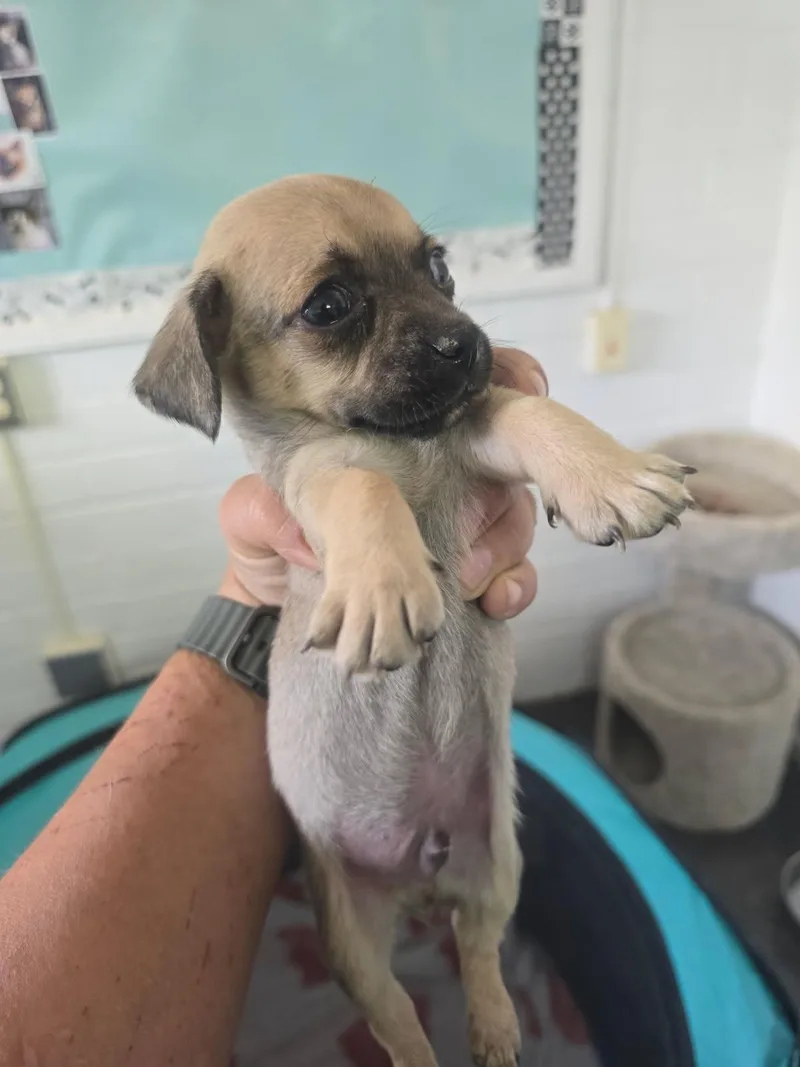 A baby small-sized female Yellow / Tan / Blond / Fawn Rat Terrier dog named Alfie for adoption in Globe, AZ