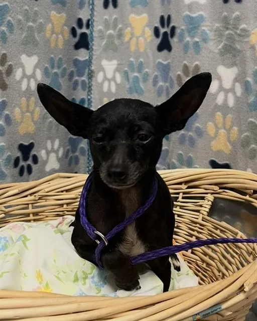 A senior small-sized female Chihuahua dog named Karen for adoption in Rosenberg, TX