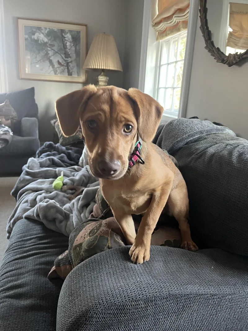 A baby medium-sized female Beagle dog named Sarah for adoption in Westport, CT
