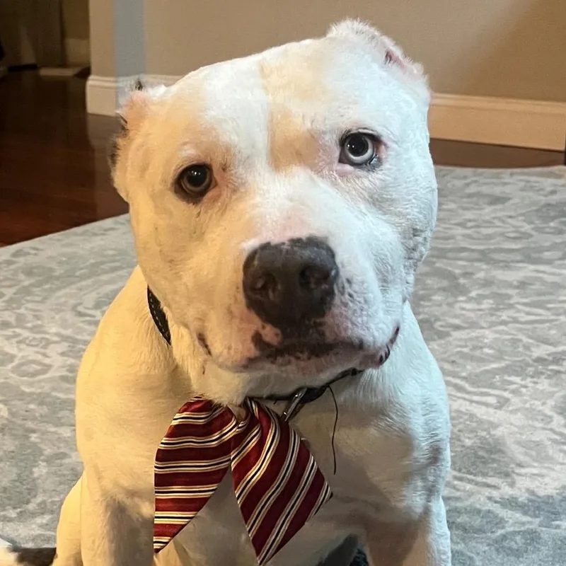 Mr. Worldwide thumbnail 3